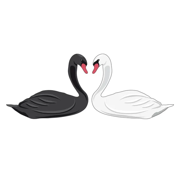 Ilustración de cisnes — Archivo Imágenes Vectoriales