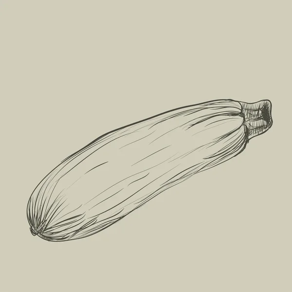 szkic warzywo szpiku. ręcznie rysowane
