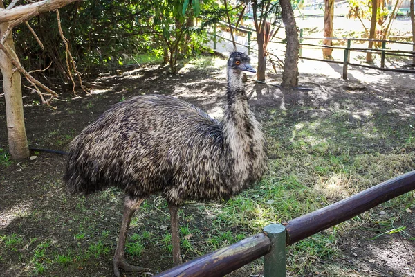 Emu Bird — Stock Photo, Image