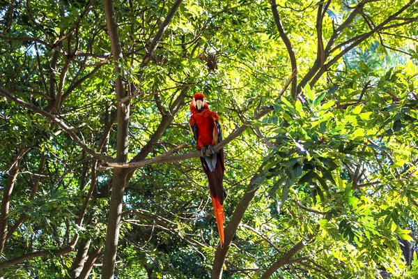 Parrot — Stock Photo, Image