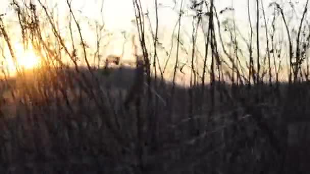 Схід сонця з ходом на передньому плані — стокове відео