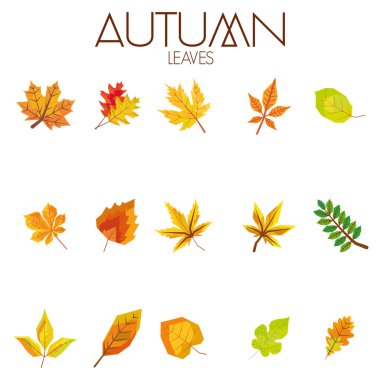 dizi farklı soyut sonbahar yaprakları