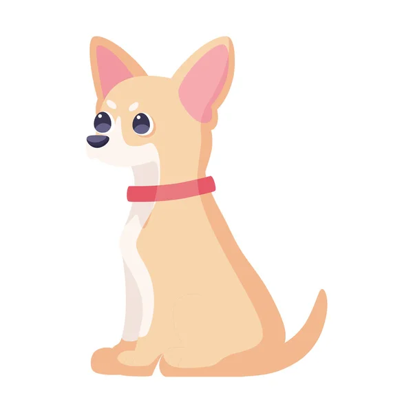 Isolado bonito chihuahua cão raça desenho animado Vector — Vetor de Stock