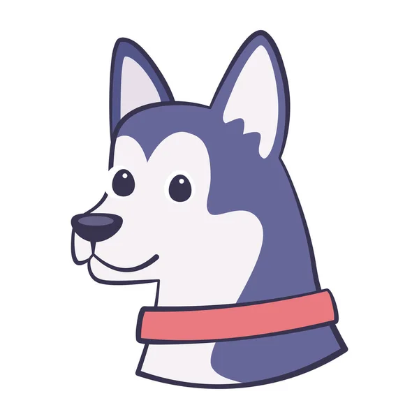 Isolé mignon chien sibérien husky race dessin animé vecteur — Image vectorielle