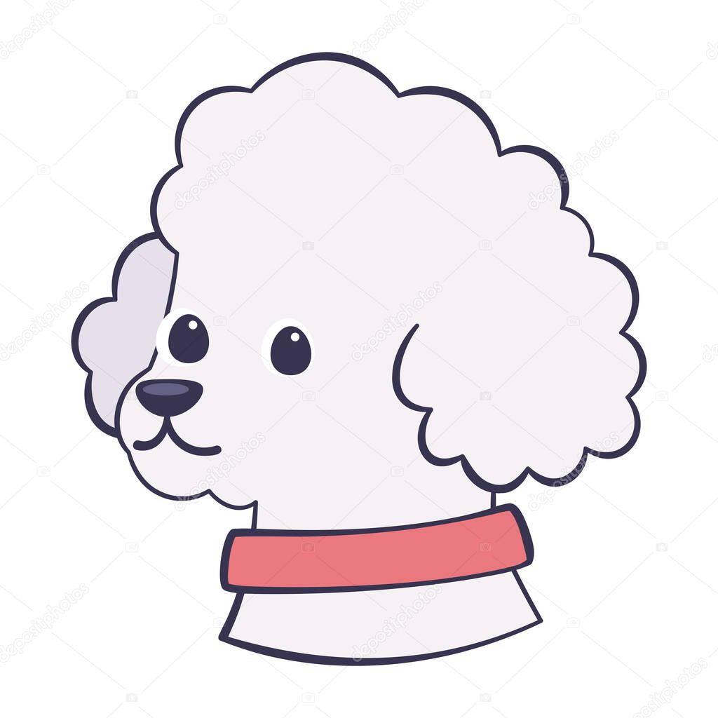 Isolated cute french poodle dog breed cartoon Vector
