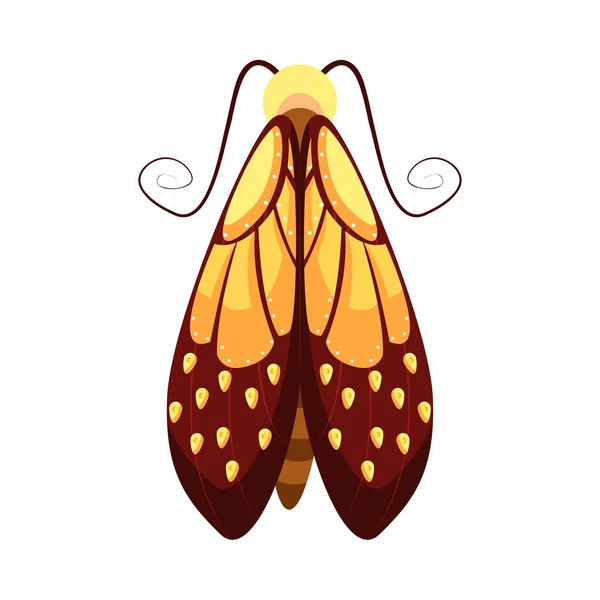 Ilustración Aislada Del Vector Color Insectos Polilla Marrón — Archivo Imágenes Vectoriales