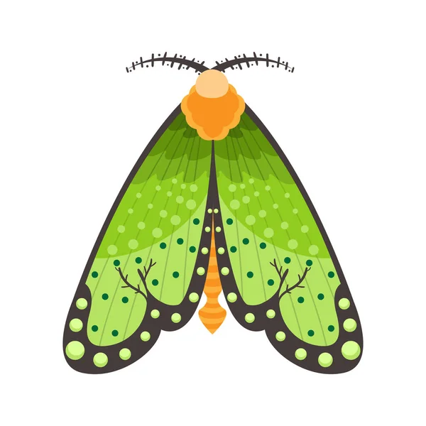 Zole Edilmiş Yeşil Güve Böcekleri Renk Vektör Çizimi — Stok Vektör