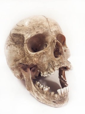 Beyaz arkaplanda izole edilmiş insan kafatası