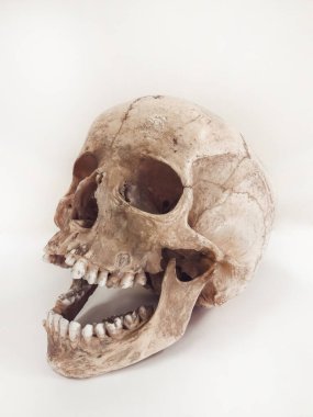Beyaz arkaplanda izole edilmiş insan kafatası