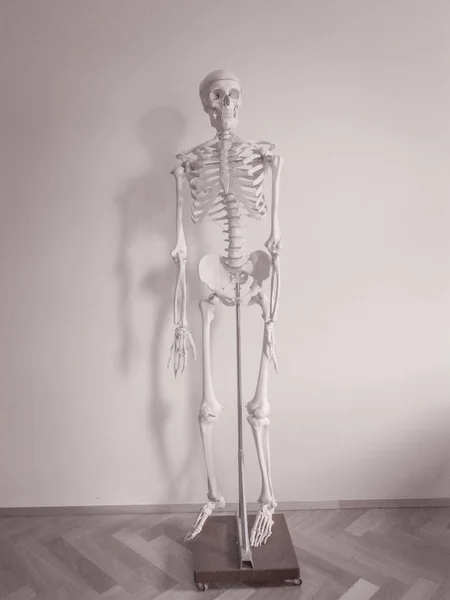 Ανθρώπινος Σκελετός Απομονωμένος Λευκό Φόντο — Φωτογραφία Αρχείου