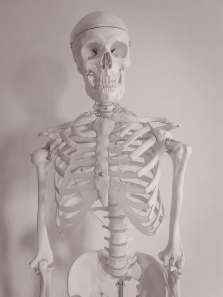 Human Skeleton Isolated White Background — Stock Photo, Image