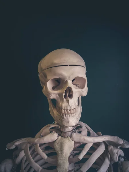 Calavera Humana Aislada Sobre Fondo Oscuro — Foto de Stock