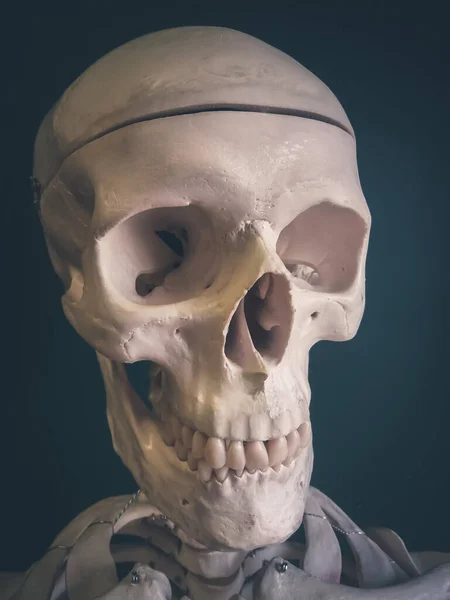 Human Skull Isolated Dark Background — Stock Photo, Image