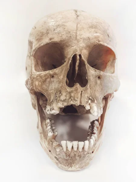 Calavera Humana Aislada Sobre Fondo Blanco — Foto de Stock