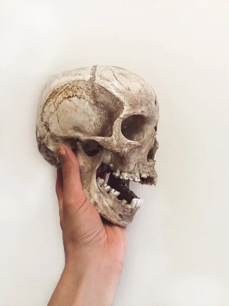 Calavera Humana Aislada Sobre Fondo Blanco — Foto de Stock