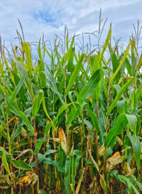 Tarımsal mısır tarlası, hasattan önce sonbaharda kuru mısır. Seçici odak