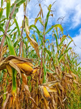 Tarımsal mısır tarlası, hasattan önce sonbaharda kuru mısır. Seçici odak