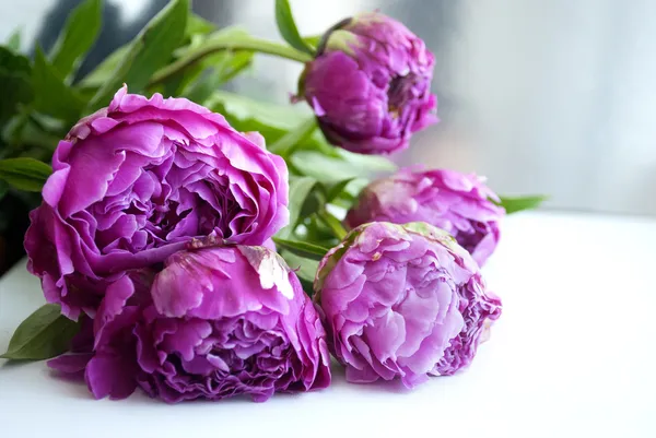 Fiori di peonia rosa — Foto Stock