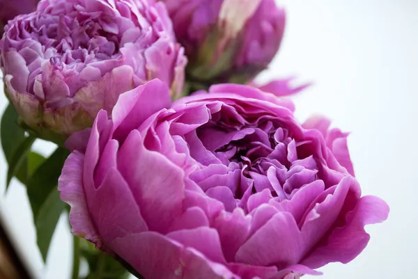 Flores de peônia rosa — Fotografia de Stock