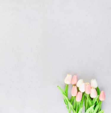Gri beton arka planda güzel pastel laleler, bahar ya da tatil konsepti Paskalya ya ya da Sevgililer Günü, doğum günü. Boşluğu kopyala, şablon düzenleme tebrik kartı, metin için yer, 