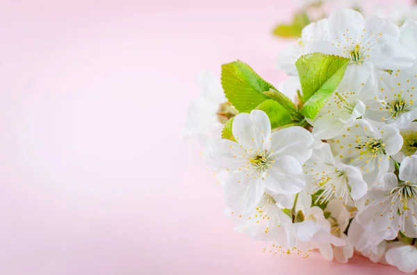 春の花の枝桜のパステルピンクの背景にテキストのための場所 春のコンセプトを休日 フラットレイアウト トップビュー コピースペース — ストック写真