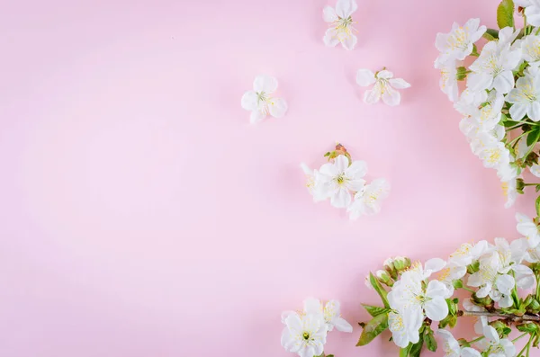 Branch Spring Flowers Cherry Pastel Pink Background Place Text Holidays — Stock Photo, Image