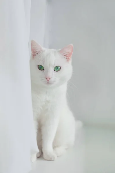 Portrait Cute Turkish Angora Cat Green Eyes Year Months Old — Photo