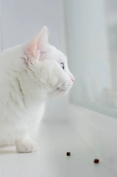 Portrait Cute Turkish Angora Cat Green Eyes Year Months Old — Photo