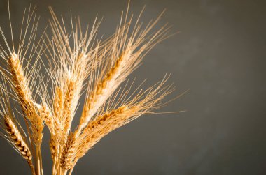 Buğday buketi güneşe yakın, sert gölgeler. Doğal ev dekorasyonu, kopyalama alanı, modelleme