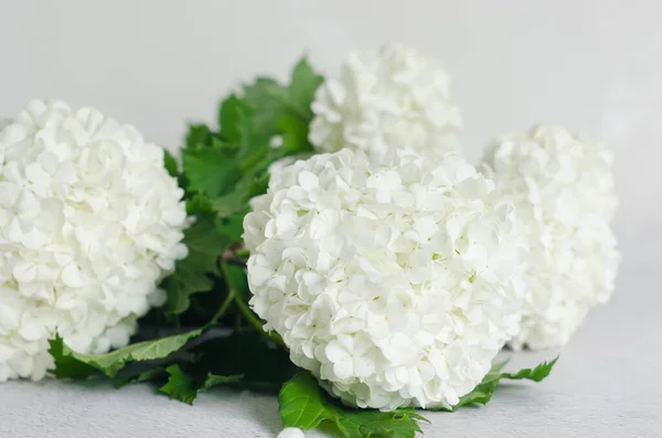 Букет Білої Квітки Бульденіж Столі Натуральний Домашній Декор Простір Копіювання — стокове фото