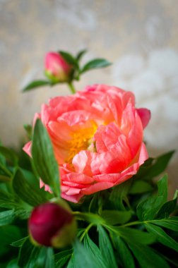 Bir demet taze Mercan Cazibesi şakayığı vazoda çiçek açıyor. Metin için alanı kopyala.