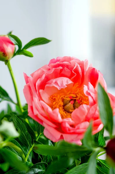 Beautiful Bunch Fresh Coral Charm Peonies Full Bloom Vase Copy — Stock Photo, Image