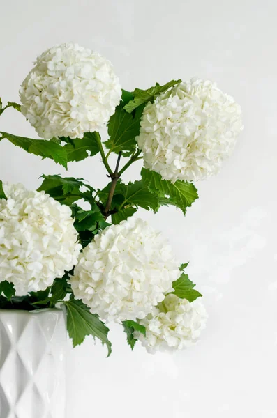 Букет Білої Квітки Бульденіж Вазі Столі Натуральний Домашній Декор Простір — стокове фото