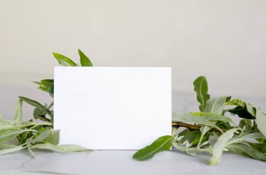 Boş kağıt kartvizit, gri beton arka planda yeşil zeytin ağacı yaprakları üzerine maket yapıyor. Uzayı kopyala, model. Minimalist hareketsiz hayat 