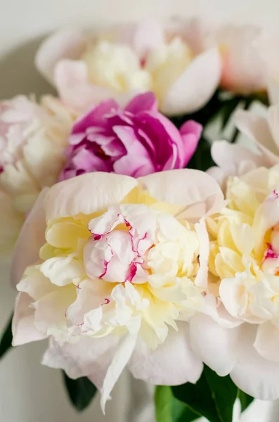 Beautiful Bunch Fresh White Peonies Full Bloom Close Minimalist Floral — Stock Photo, Image