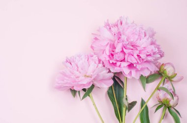 Pastel pembe arka planda güzel pembe şakayık çiçekleri. Tatil konsepti. Tebrik kartı. Düz konum, üst görünüm, kopyalama alanı