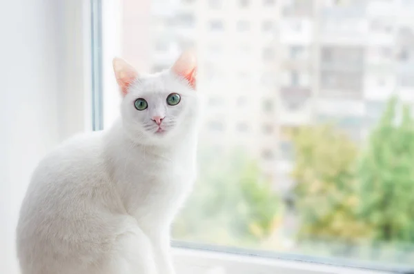 Cute White Turkish Angora Cat Sitzt Auf Der Fensterbank Und — Stockfoto
