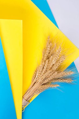 Sarı ve mavi arka planda olgun buğday kulakları. Ukrayna 'nın renkleri. Buğday taşımacılığı ve dünya gıda krizi kavramı sorunu. Model.