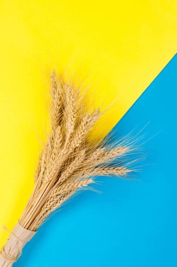 Sarı ve mavi arka planda olgun buğday kulakları. Ukrayna 'nın renkleri. Buğday taşımacılığı ve dünya gıda krizi kavramı sorunu. Model.