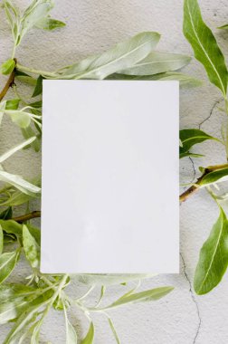 Boş kağıt kartvizit, gri beton arka planda yeşil zeytin ağacı yaprakları üzerine maket yapıyor. Uzayı kopyala, model. Minimalist hareketsiz hayat 