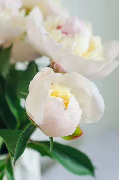 Bunch Fresh White Peonies Beautiful Fresh Cut Bouquet Minimalist Floral — Stockfoto