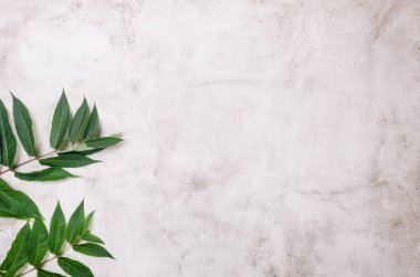 Dokulu arka planda çimenlik yapraklar. Boş tebrik kartı sahnesi. Yaz konsepti için asgari doğa geçmişi. Düz yatış, üst görünüm.