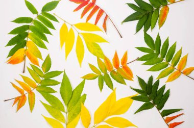 Bir sürü parlak sonbahar renkli yaprak. Beyaz arkaplanda sarı, turuncu ve kırmızı yapraklar var. Bitki, botanik. Tasarımınız için duvar kağıdını sonbahar yapın. 