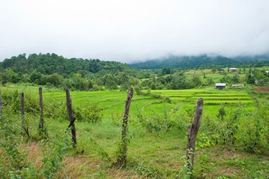 pirinç alan kulübesi ile