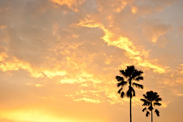 Silhouette deux palmiers — Photo