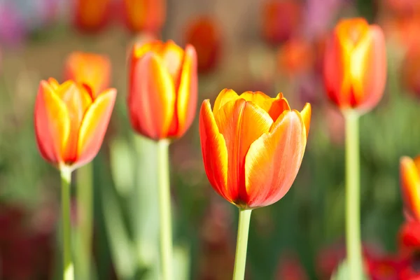 Schöne Tulpe — Stockfoto