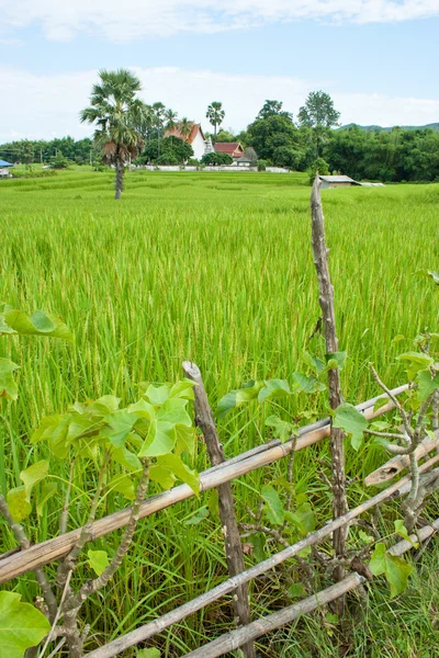 Рисове поле з парканом — стокове фото