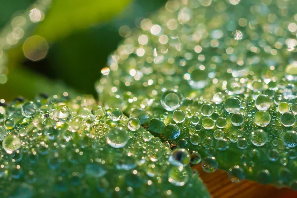 Dew drops close up — Stock Photo, Image