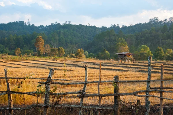 Campo de arroz após a colheita — Fotografia de Stock