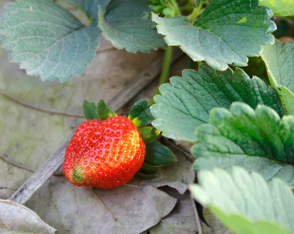 Rode strawberry plant — Stockfoto